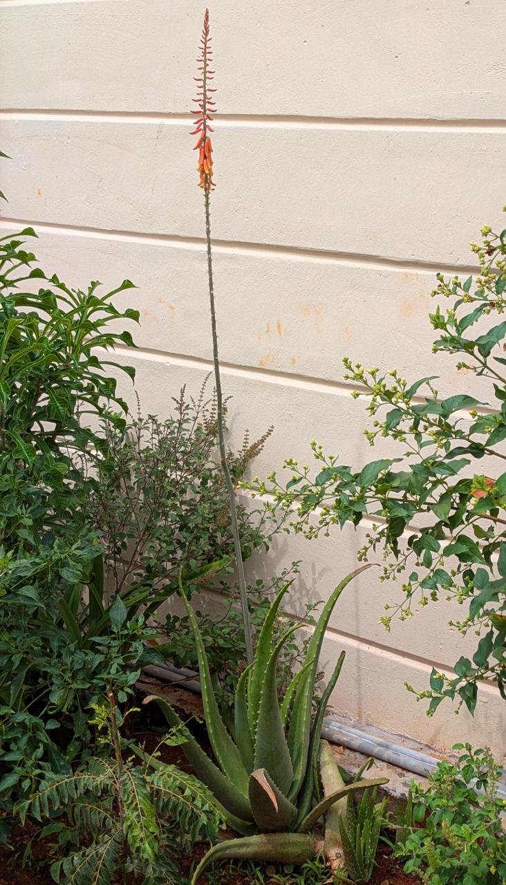 Aloe vera plant in a home garden with a tall flower stalk rising above its leaves, Sidlaghatta