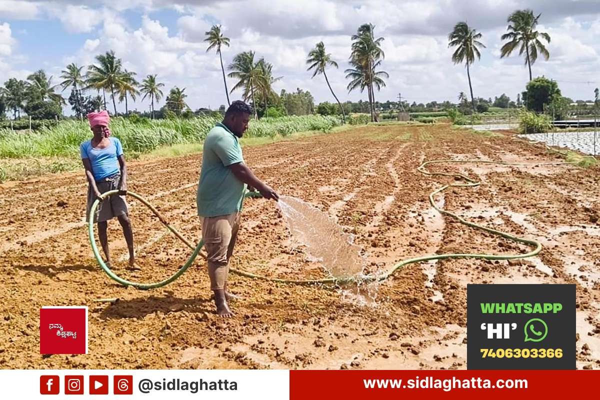 Farmer watering ragi field using borewell pipe Appegowdanahalli