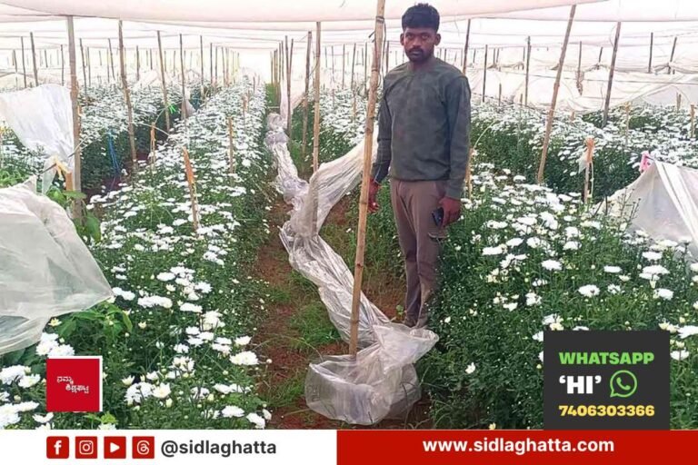 Ganganahalli-Flower-Farm-Rain-Cover-Vandalism