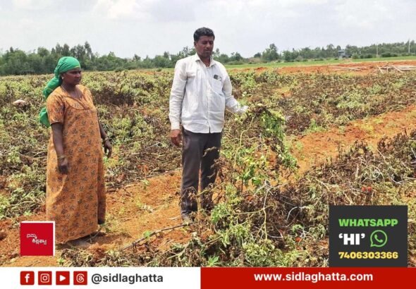 Land-Dispute-Tomato-Crop-Destroyed-Allegation-Sidlaghatta
