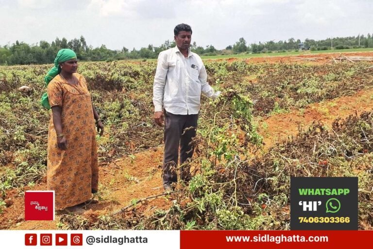 Land-Dispute-Tomato-Crop-Destroyed-Allegation-Sidlaghatta