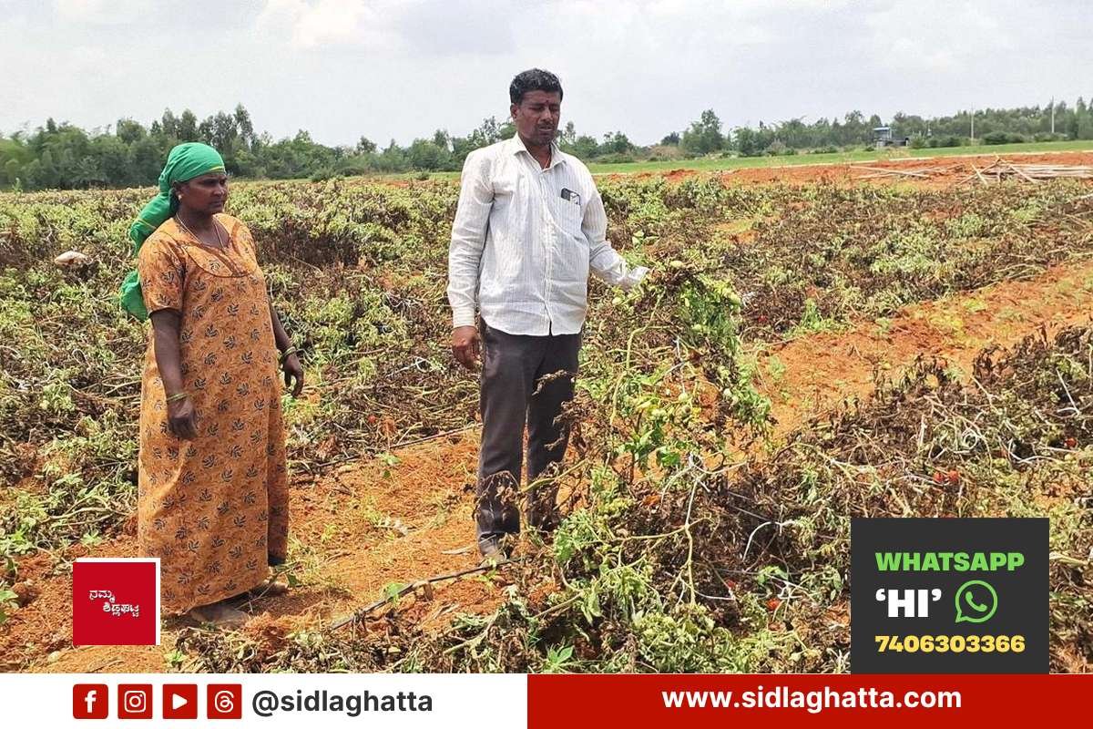 Land-Dispute-Tomato-Crop-Destroyed-Allegation-Sidlaghatta