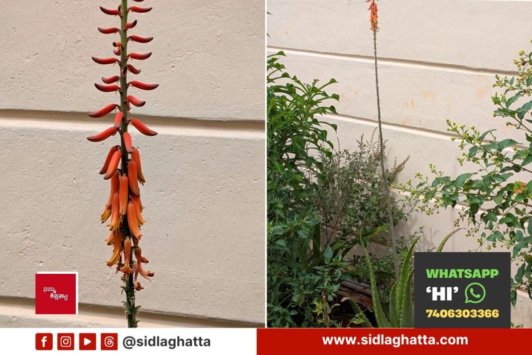 Side by side view of a rare aloe vera flower stalk with orange yellow blooms and the whole plant in a home garden, Sidlaghatta