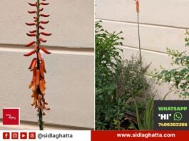 Side by side view of a rare aloe vera flower stalk with orange yellow blooms and the whole plant in a home garden, Sidlaghatta