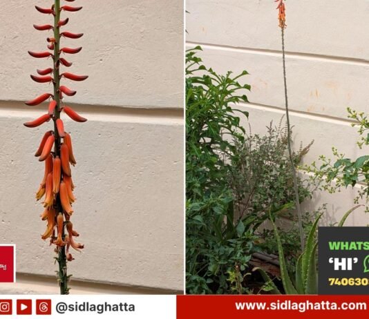Side by side view of a rare aloe vera flower stalk with orange yellow blooms and the whole plant in a home garden, Sidlaghatta