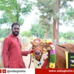 Seethe-Cow-Seemantha-Calf-Ambiganahalli