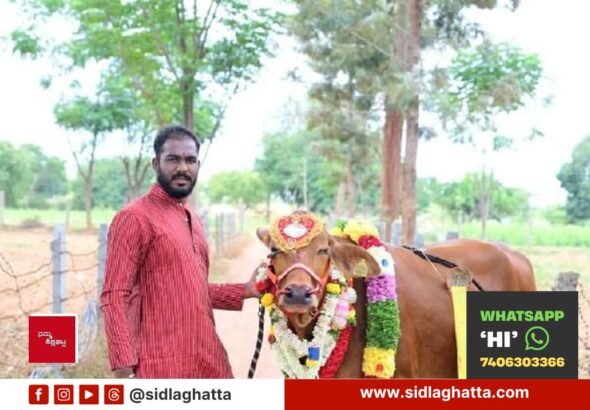 Seethe-Cow-Seemantha-Calf-Ambiganahalli