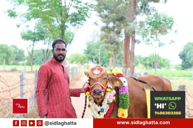 Seethe-Cow-Seemantha-Calf-Ambiganahalli
