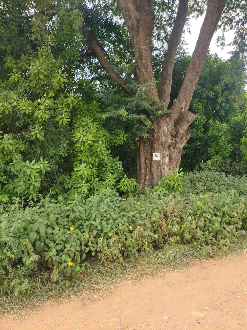 Tree trunk marked number 186 for road widening near Jangamakote H Cross
