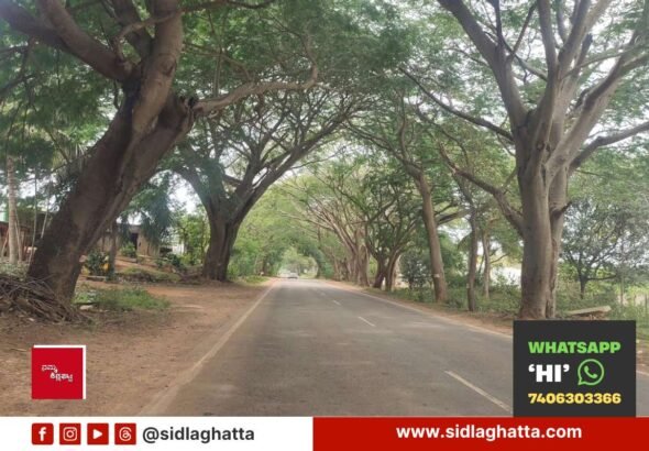 Sidlaghatta-Highway-Trees-Marked-For-Felling