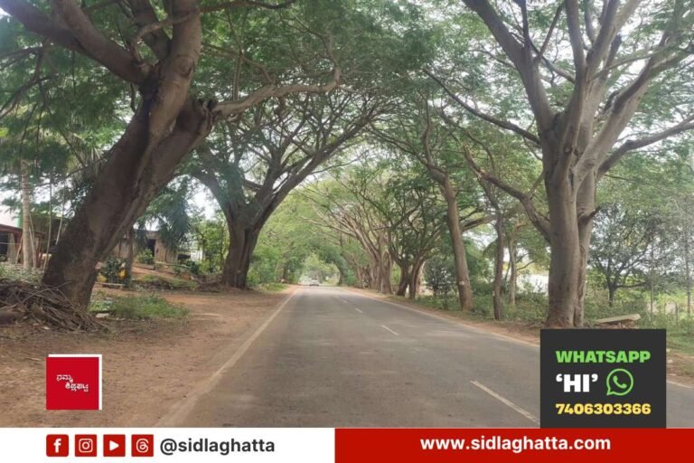 Sidlaghatta-Highway-Trees-Marked-For-Felling