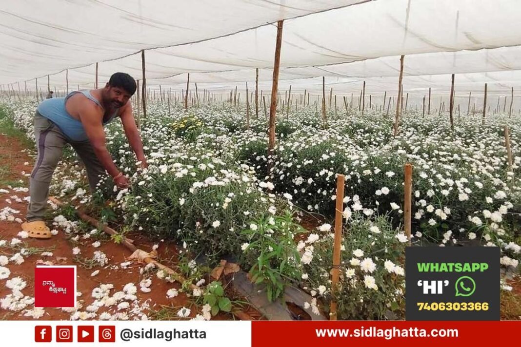 Farmer in flower field with rain-damaged white flowers at Varadanayakanahalli, Sidlaghatta taluk