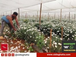 Farmer in flower field with rain-damaged white flowers at Varadanayakanahalli, Sidlaghatta taluk