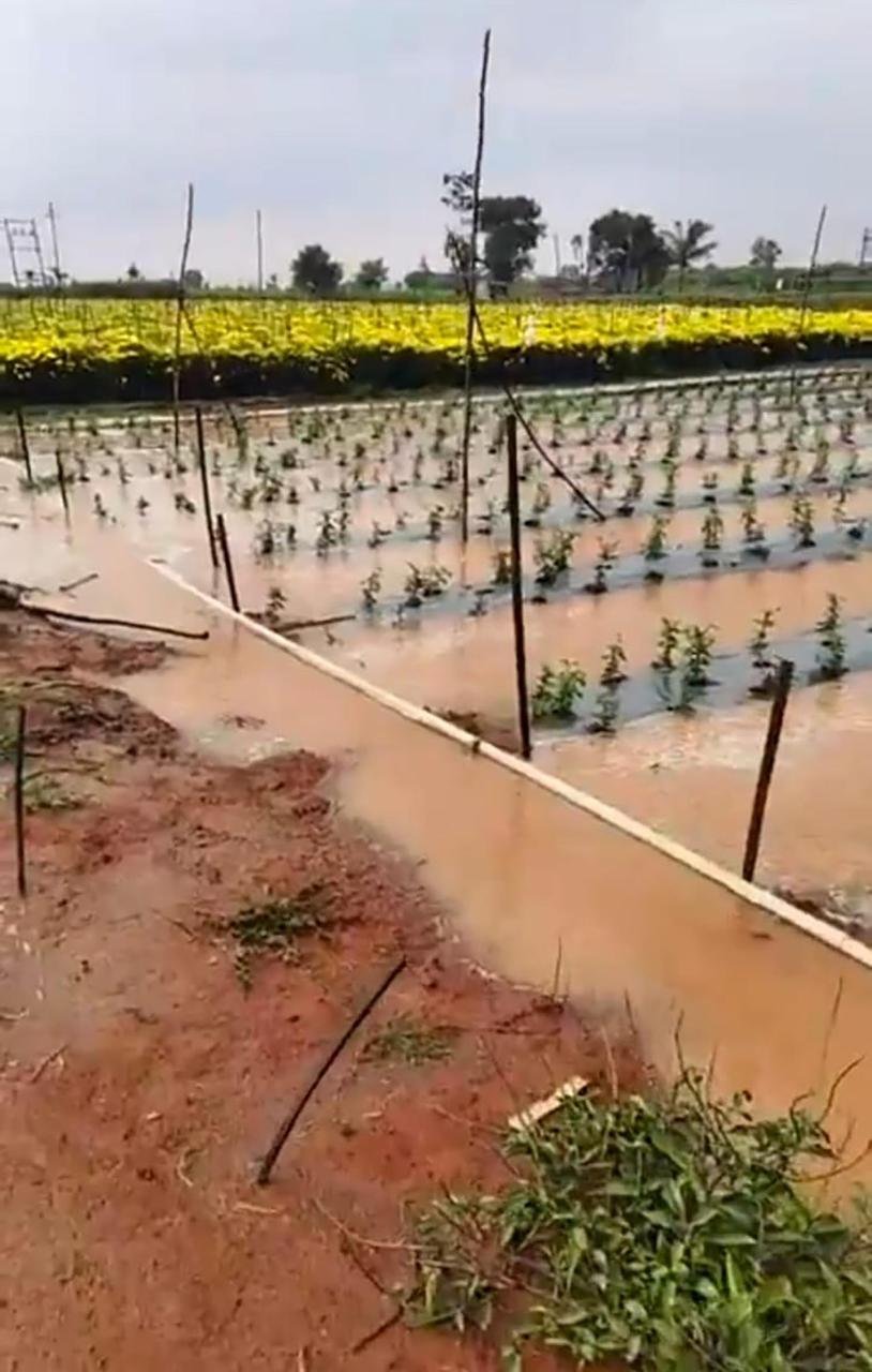 Rainwater standing in a farm field after overnight rain in Sidlaghatta taluk