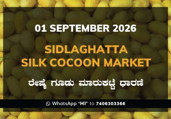 Sidlaghatta-Silk-Cocoon-Market-01-09-2026