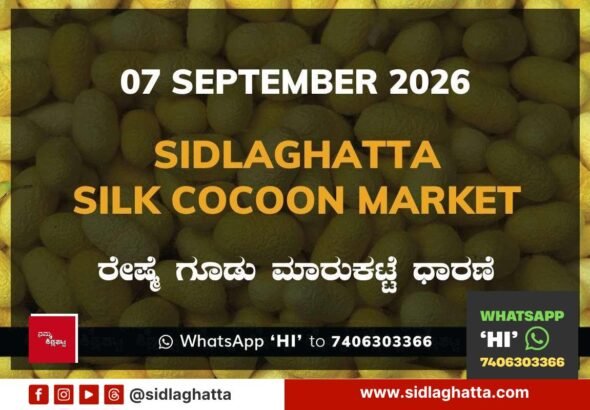 Sidlaghatta-Silk-Cocoon-Market-07-September-2026