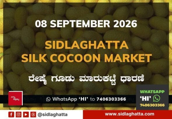 Sidlaghatta-Silk-Cocoon-Market-08-September-2026