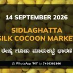 Sidlaghatta-Silk-Cocoon-Market-14-September-2026