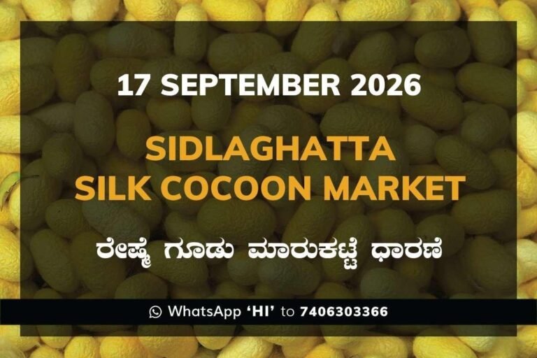 Sidlaghatta-Silk-Cocoon-Market-17-September-2026