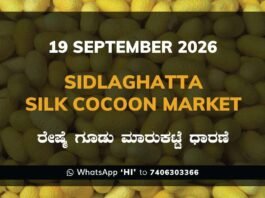 Sidlaghatta Silk Cocoon Market rates 19 September 2026