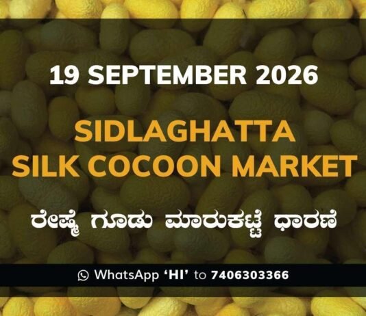 Sidlaghatta Silk Cocoon Market rates 19 September 2026