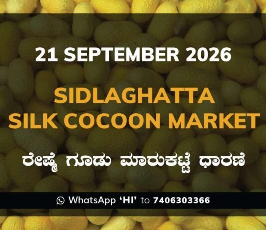 Sidlaghatta Silk Cocoon Market rates 21 September 2026