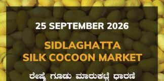 Sidlaghatta Silk Cocoon Market-25/09/2026 Sidlaghatta Silk Cocoon Market rates 25 September 2026