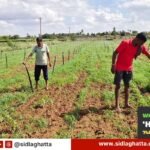 Sprinkler-Irrigation-Ragi-Crop-Appegowdanahalli