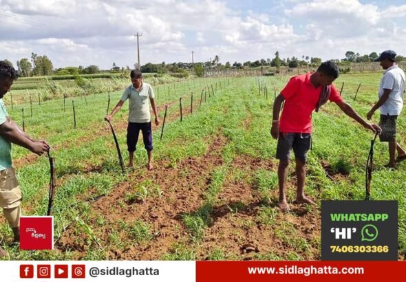 Sprinkler-Irrigation-Ragi-Crop-Appegowdanahalli