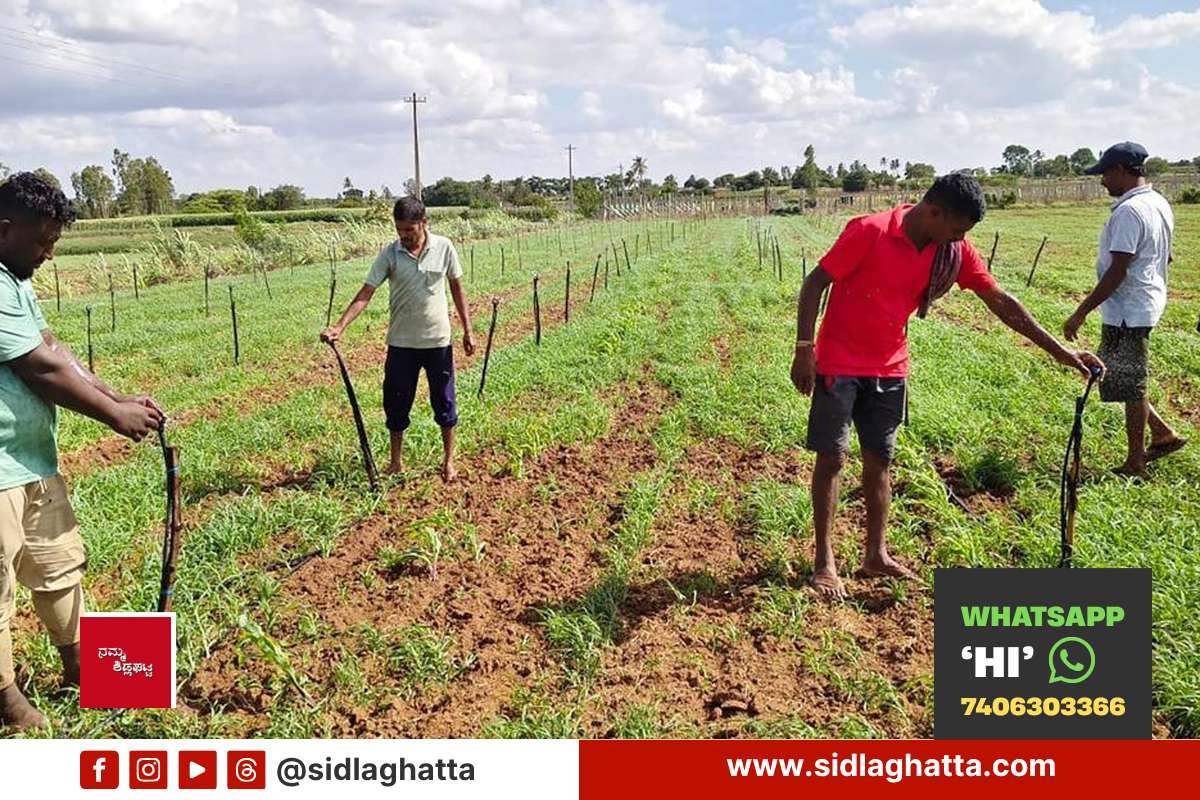 Sprinkler-Irrigation-Ragi-Crop-Appegowdanahalli