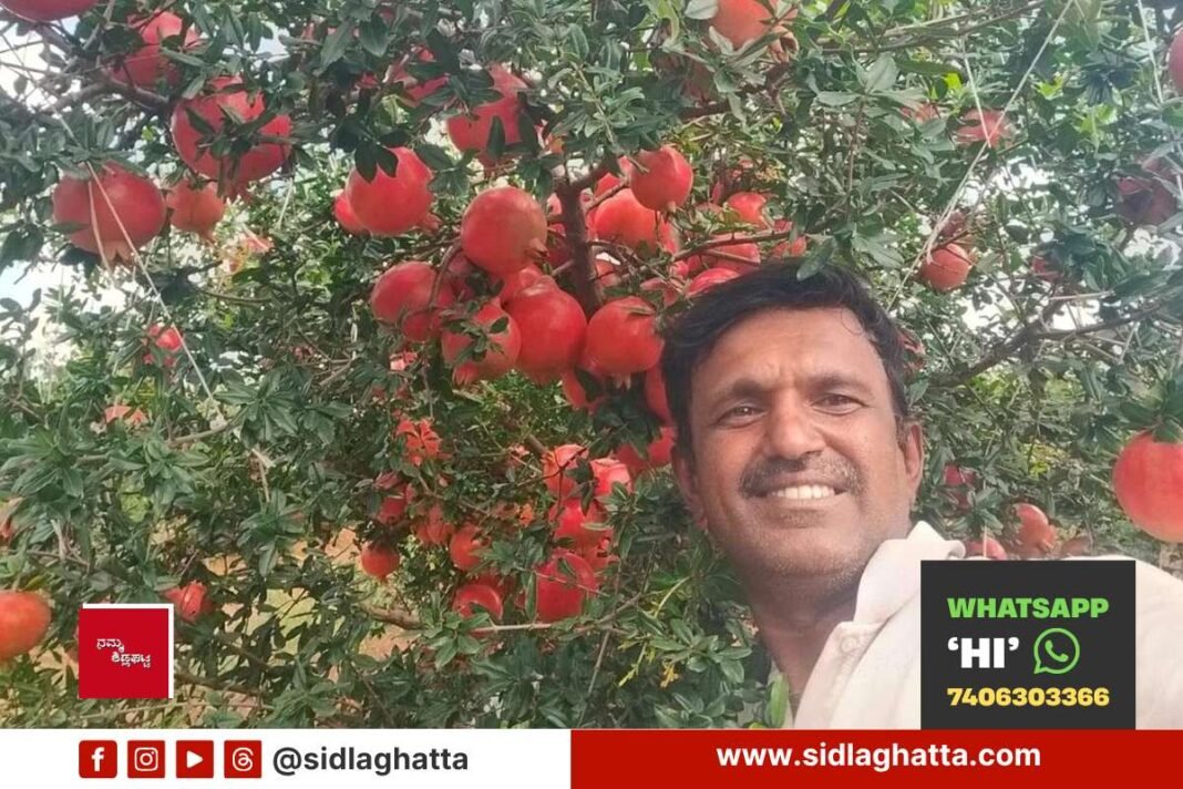 Anur farmer Srinivas pomegranate orchard Sidlaghatta sold at 221 rupees per kg