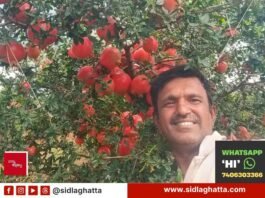 Anur farmer Srinivas pomegranate orchard Sidlaghatta sold at 221 rupees per kg