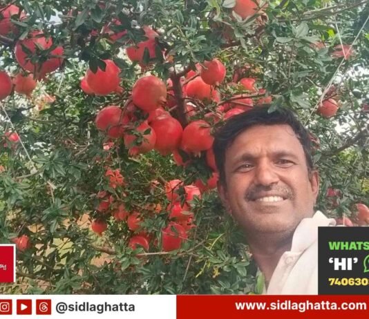 Anur farmer Srinivas pomegranate orchard Sidlaghatta sold at 221 rupees per kg