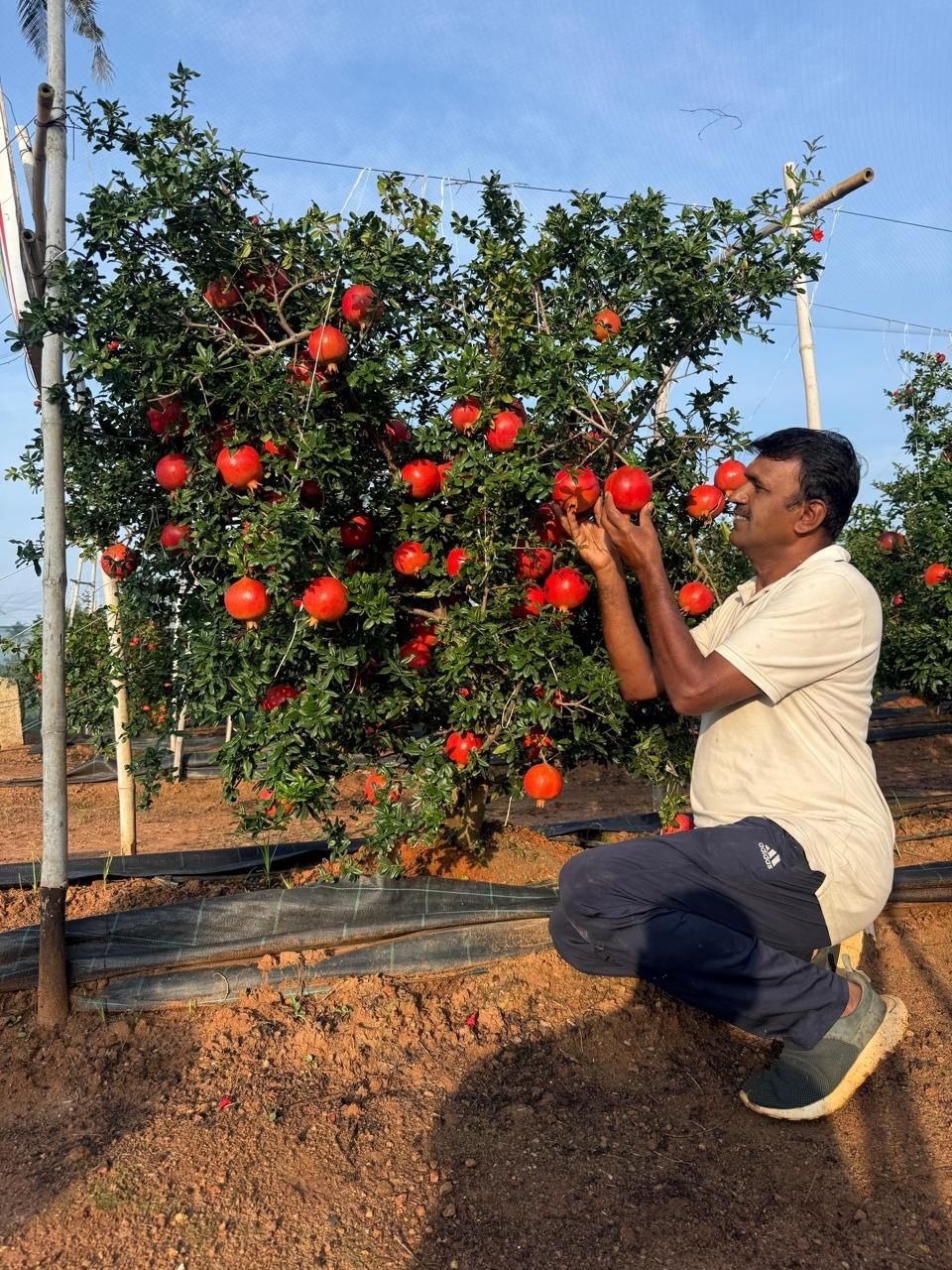 Anur farmer Srinivas with pomegranate trees in orchard Sidlaghatta