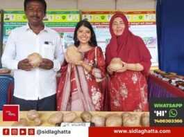 Appegowdanahalli farmer Tyagaraj shows vine potato at Farmers Dasara Mysuru exhibition