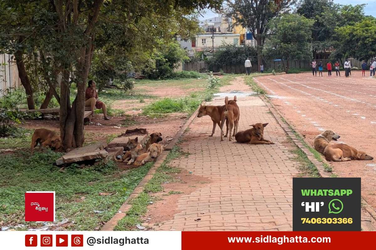 Group of stray dogs resting under a tree near the stadium footpath