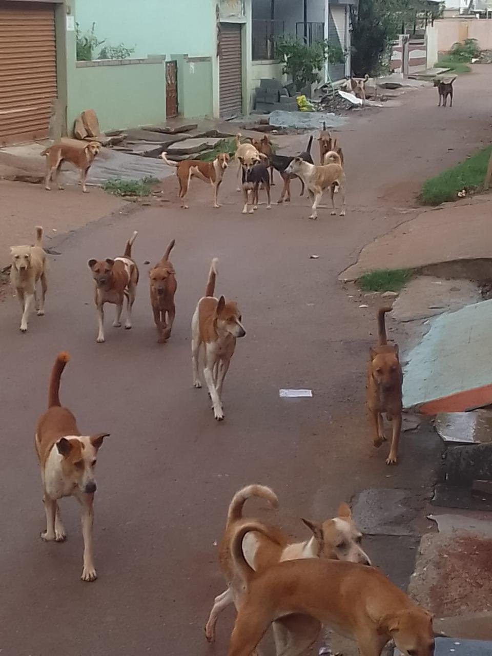 Pack of stray dogs on a residential road