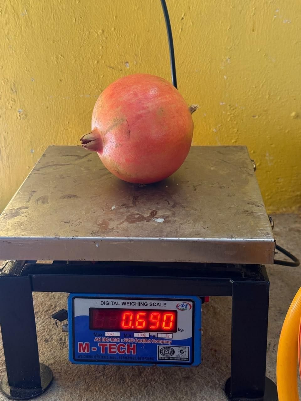 Pomegranate weighing 690 grams on digital scale Anur Sidlaghatta