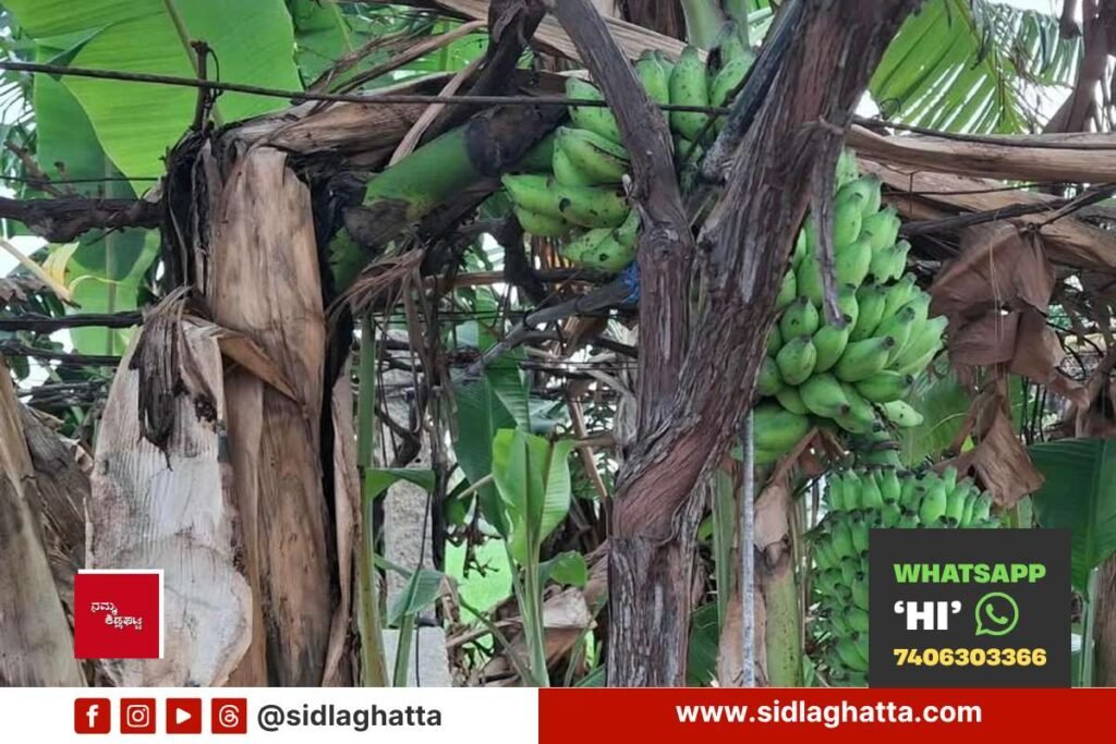 Sidlaghatta banana bunches growing on a broken cardamom banana plant