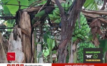 Sidlaghatta banana bunches growing on a broken cardamom banana plant
