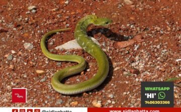 Sidlaghatta green keelback snake found and rescued
