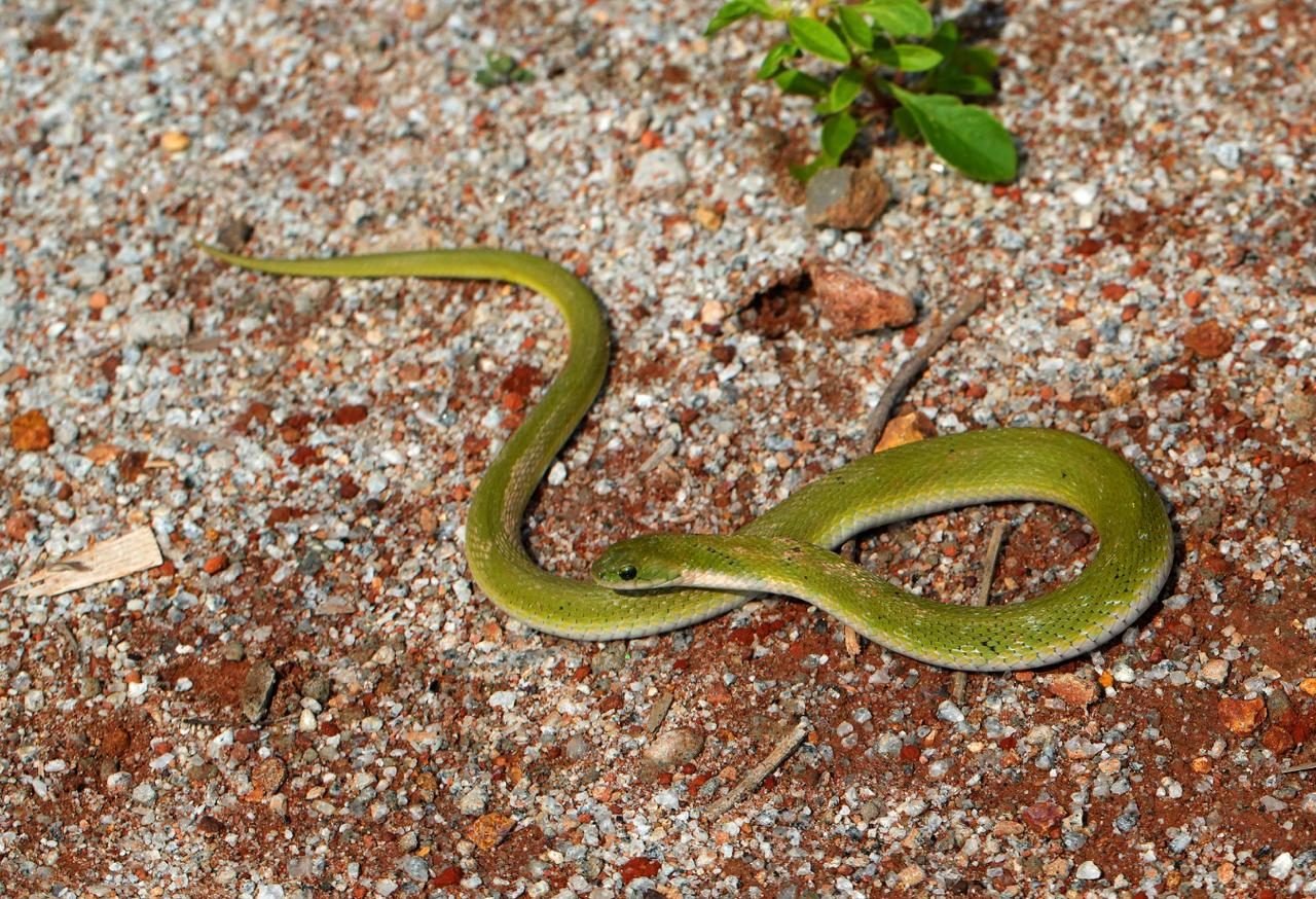 Green keelback snake coiled on gravel Sidlaghatta