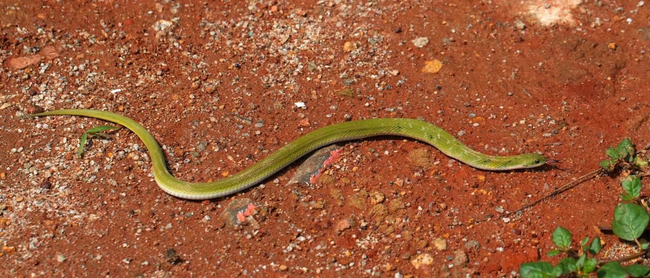 Green keelback snake on red soil Sidlaghatta