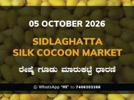 Sidlaghatta Silk Cocoon Market Rate 05 October 2026