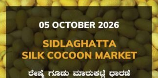 Sidlaghatta Silk Cocoon Market Rate 05 October 2026