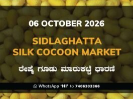 Sidlaghatta Silk Cocoon Market Rate 06 October 2026