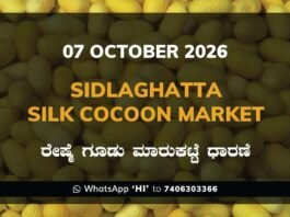 Sidlaghatta Silk Cocoon Market Rate 07 October 2026