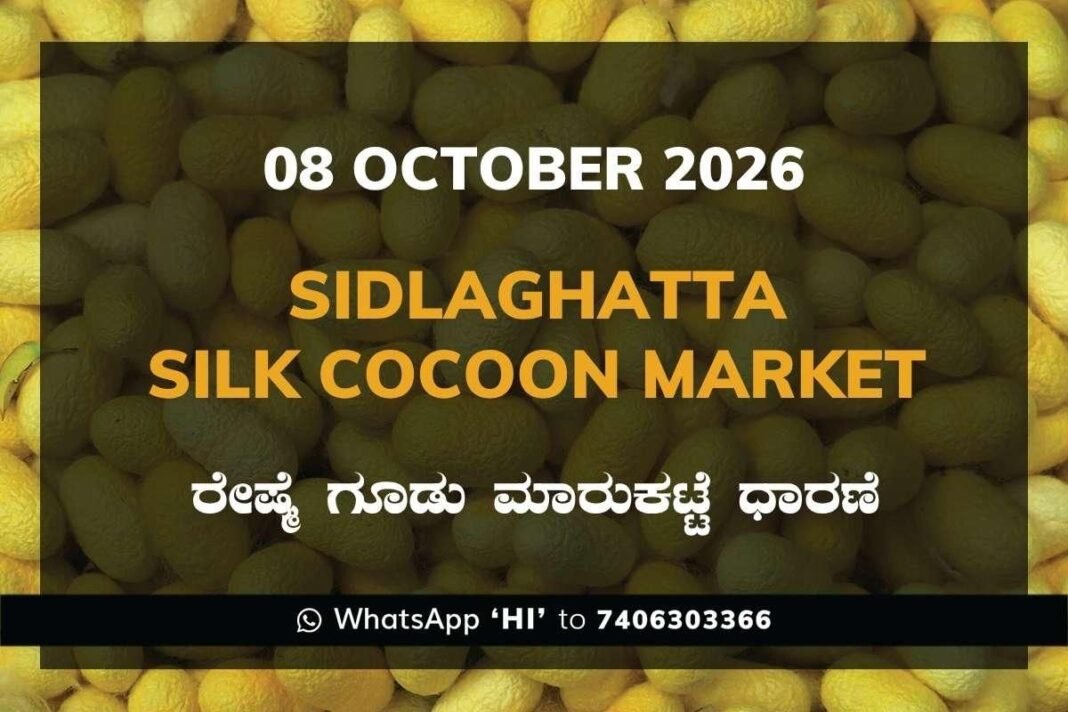 Sidlaghatta Silk Cocoon Market Rate 08 October 2026