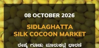 Sidlaghatta Silk Cocoon Market Rate 08 October 2026