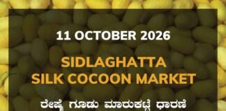 Sidlaghatta Silk Cocoon Market Rate 11 October 2026